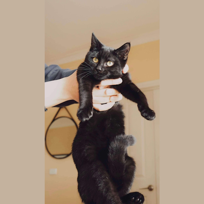 Photo of Shadow 🥰