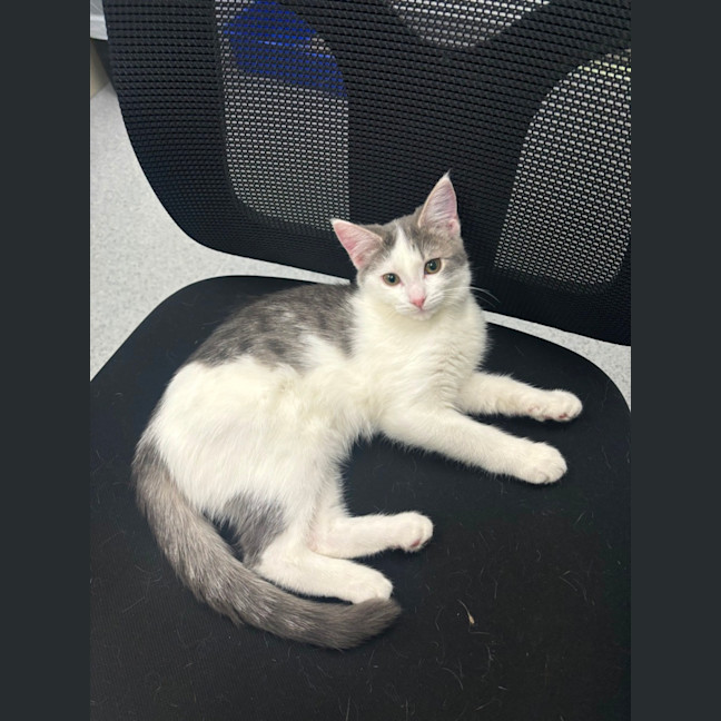 Photo of Goose
