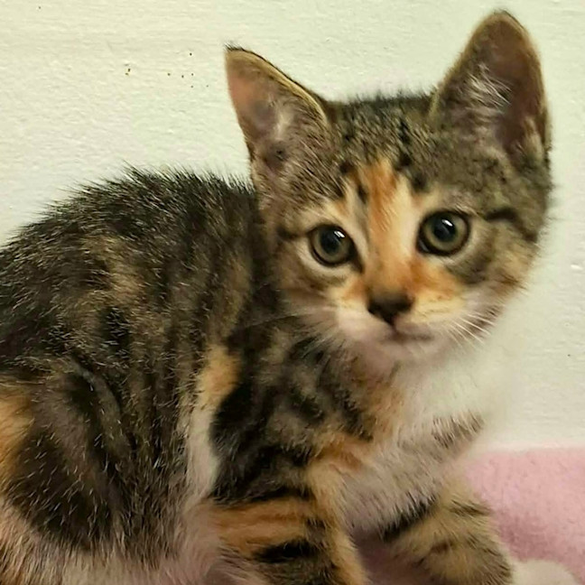 Photo of Daisy Kitten