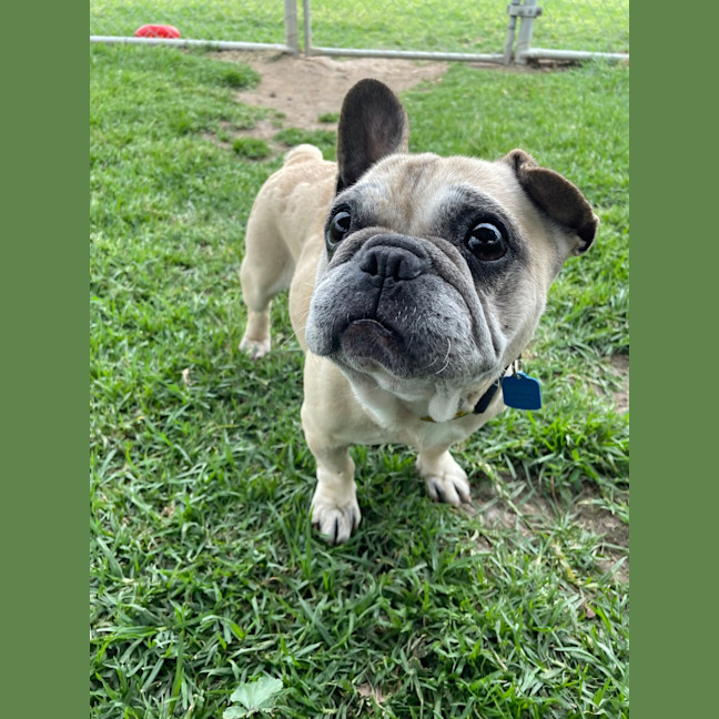 Photo of Cookie