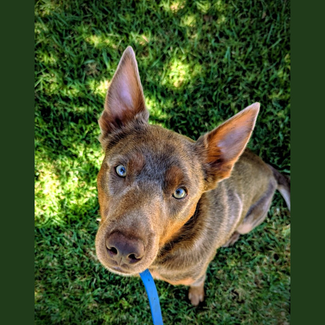 Photo of Bluey