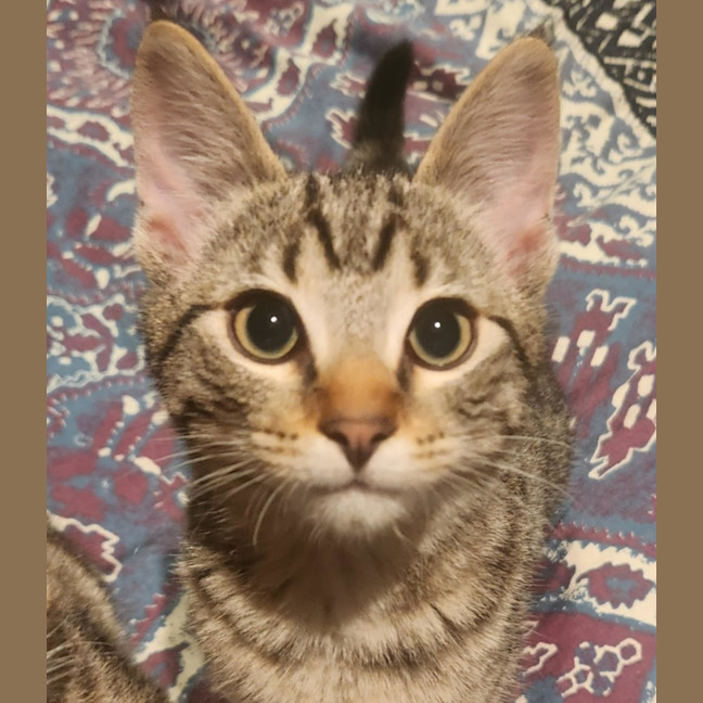 Photo of Cornelius   In Foster Care In Templestowe