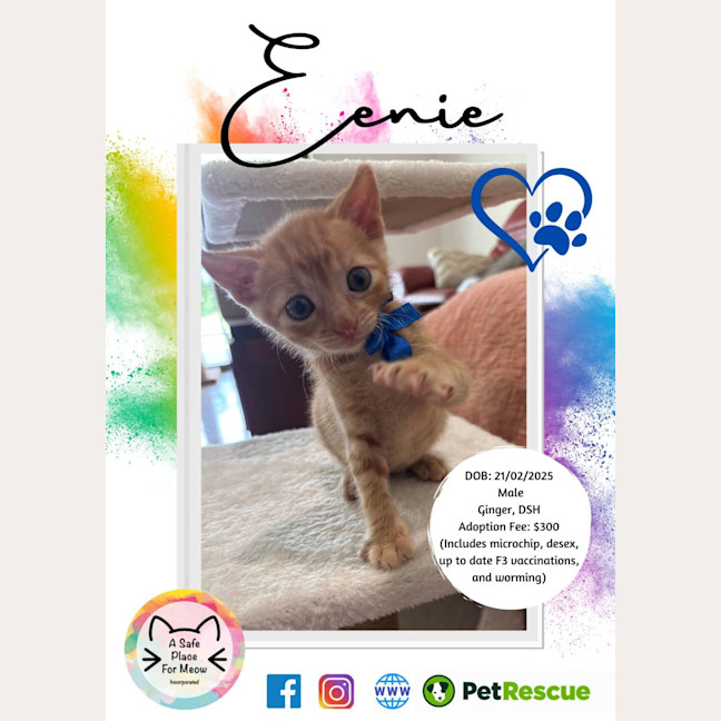 Photo of Eenie