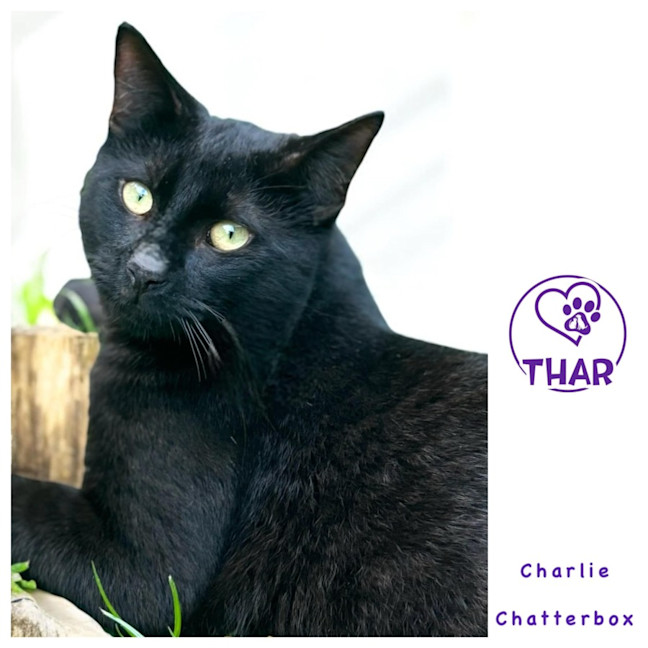 Photo of Charlie Chatterbox