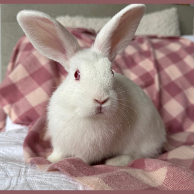 Photo of Pea
