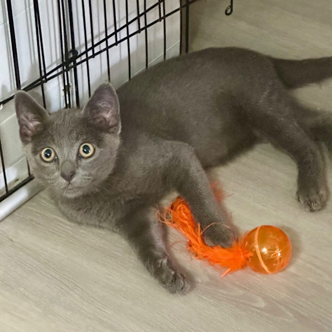 Photo of Kai