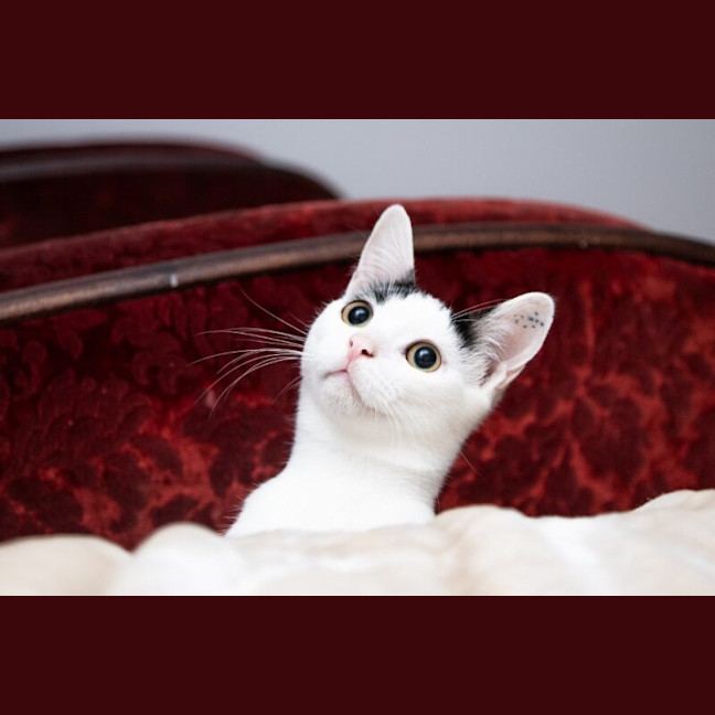 Photo of Luna