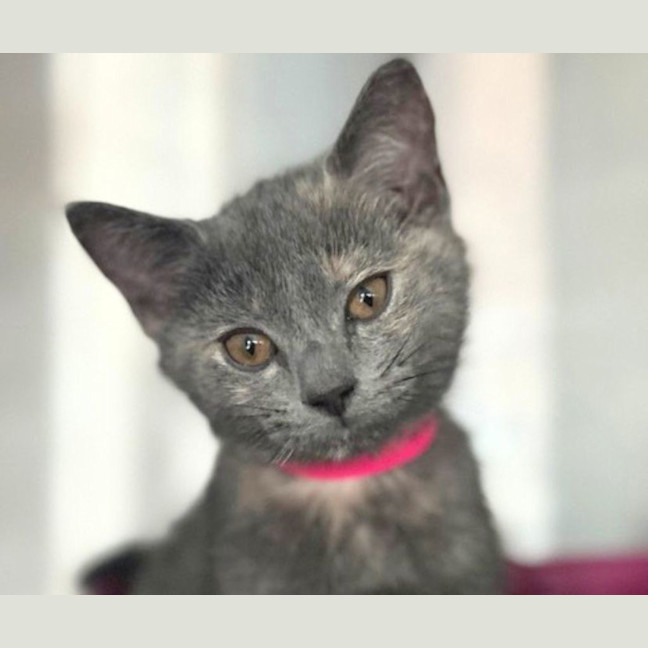Photo of Tilly