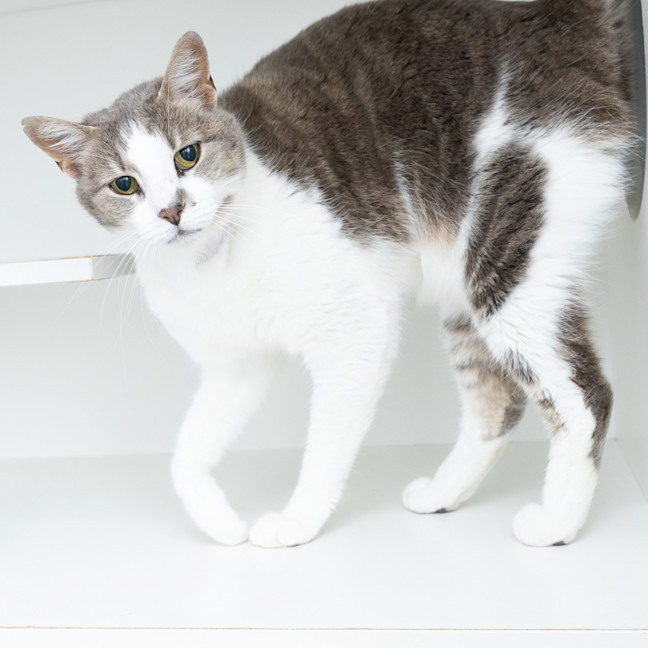 Photo of Prim