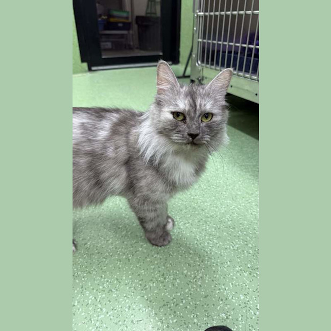 Photo of Puddy