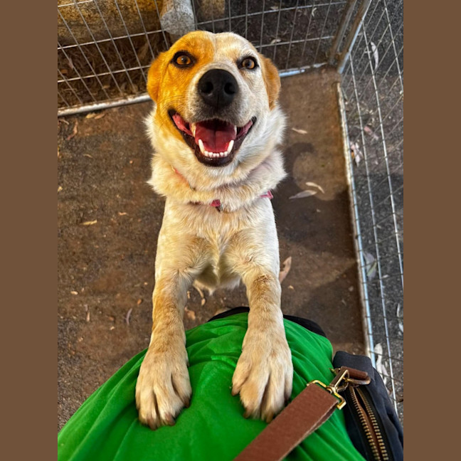 Photo of Koda