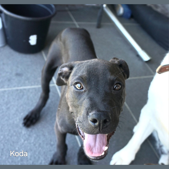 Photo of Koda 