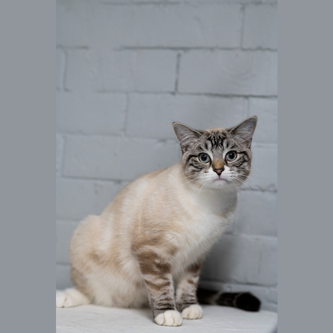 Photo of Lynx