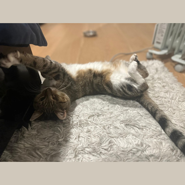 Photo of Herbie