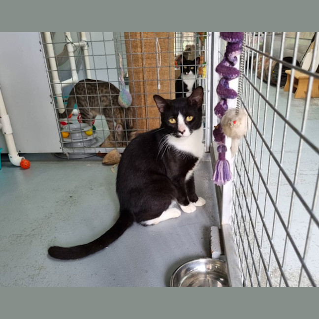 Photo of Smudge