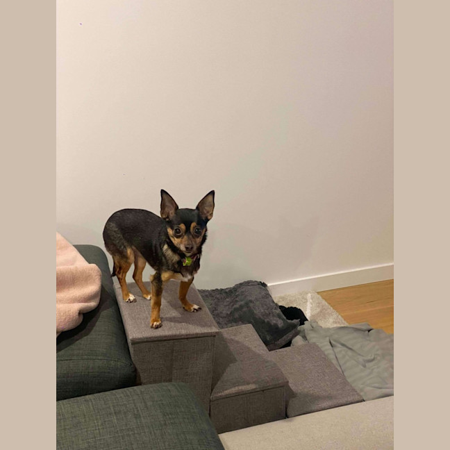 Photo of Beanie Baby