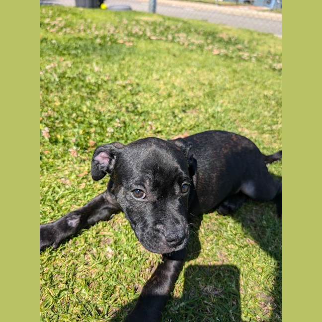 Photo of Louie
