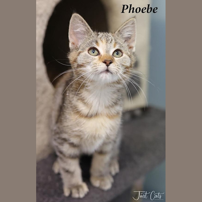 Photo of Phoebe