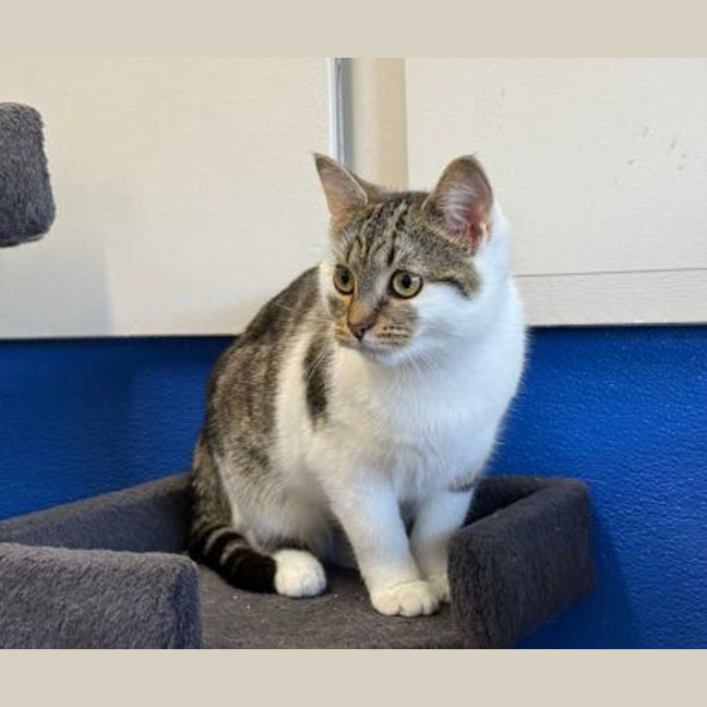 Photo of Tulip