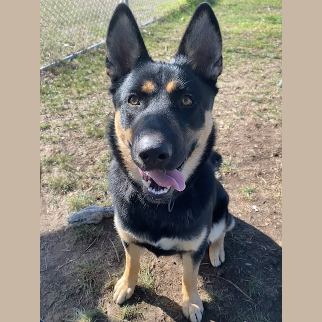 Photo of Moose