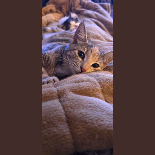 Photo of Peanut