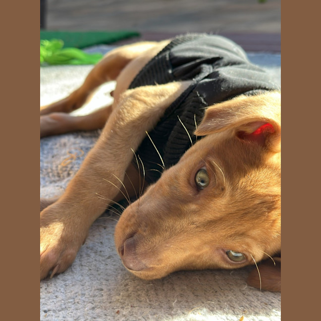 Photo of Loki