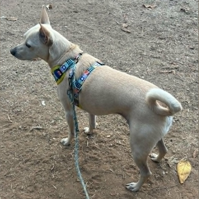 Photo of Benji