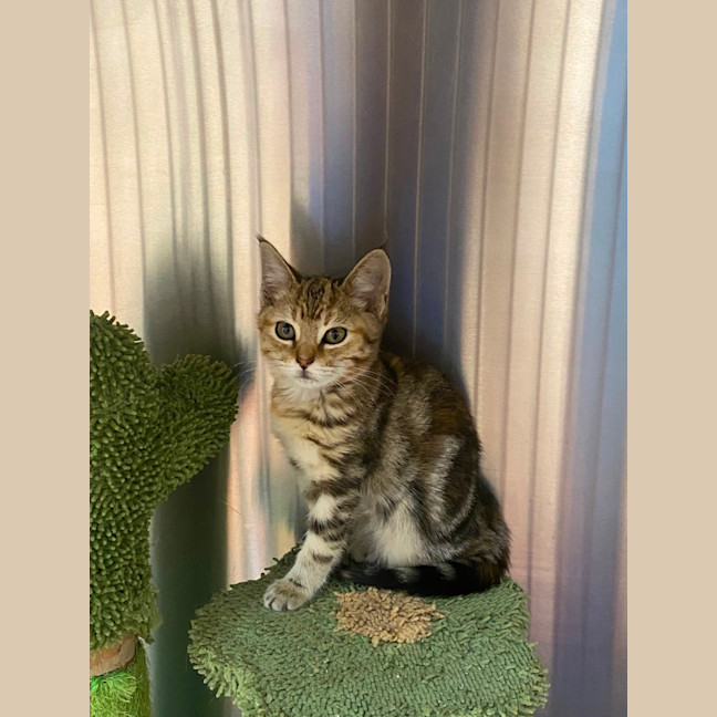 Photo of Savannah 