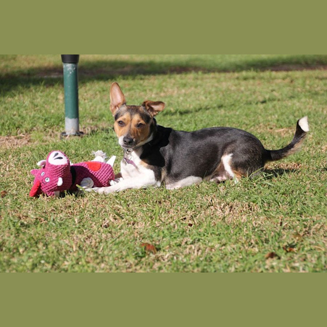 Photo of Chip
