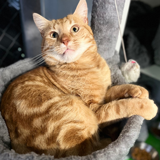 Photo of Fozzie
