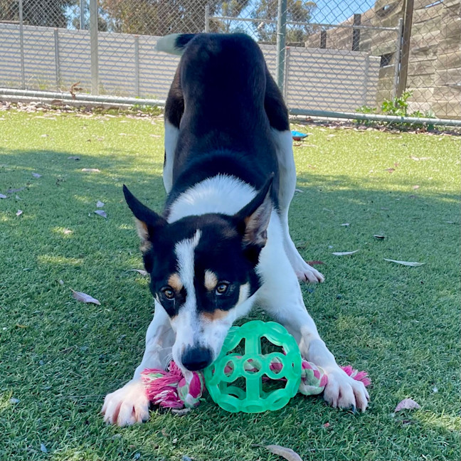 Photo of Roo