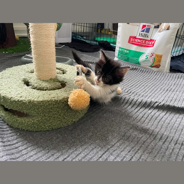 Photo of Echo