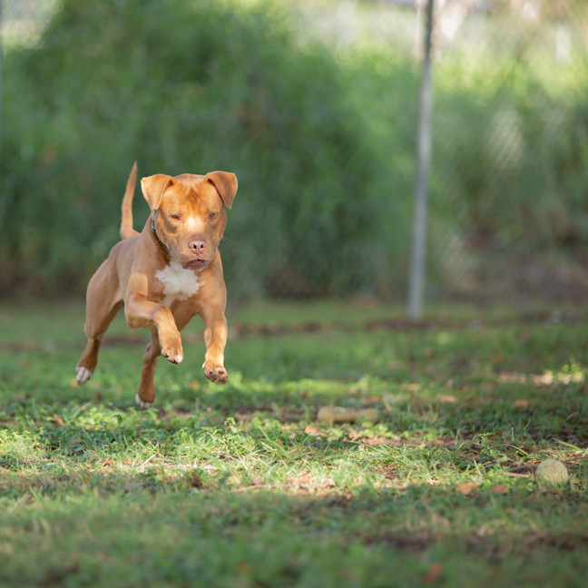 Photo of Tucker