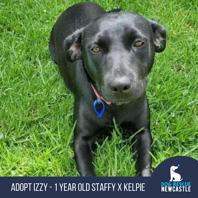 Photo of Izzy   1 Year Old Staffy X Kelpie (Trial)