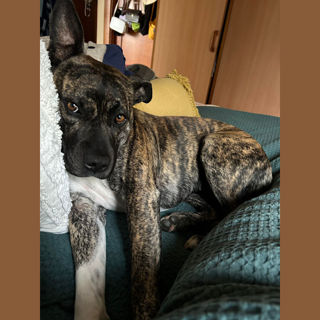 Photo of Lola