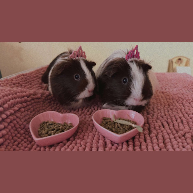 Photo of Coco / Chanel