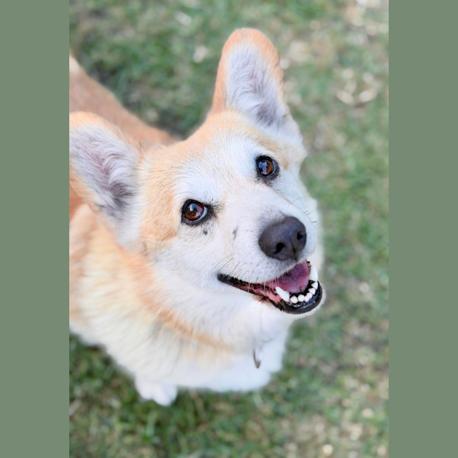 Photo of Queenie