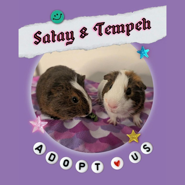 Photo of Satay & Tempeh