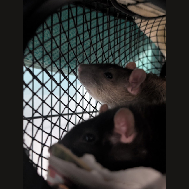 Photo of Ratticus 