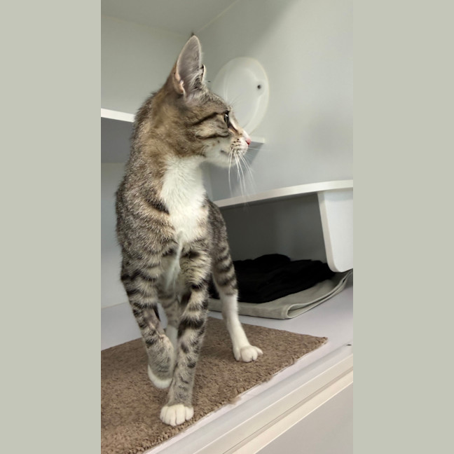 Photo of Pancake