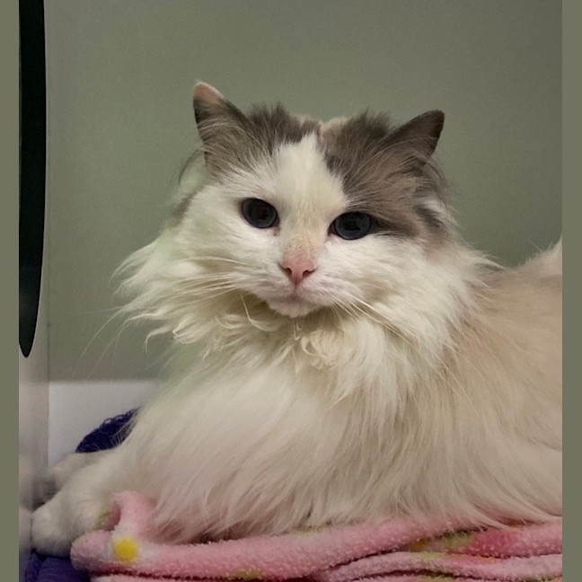 Photo of Luna