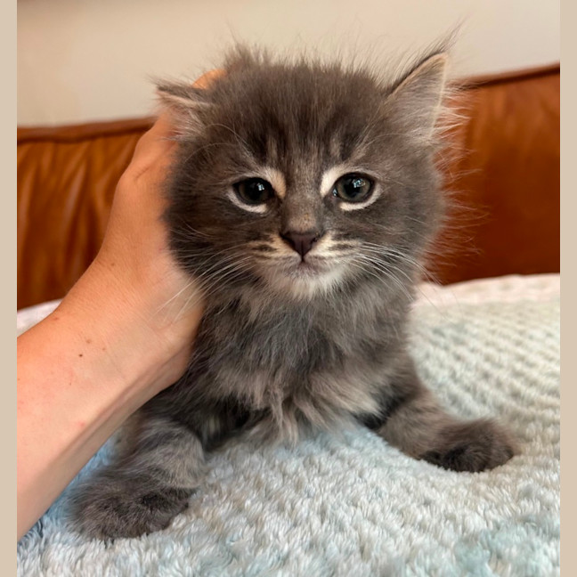 Photo of ❤️ Hamish & Hudson ❤️