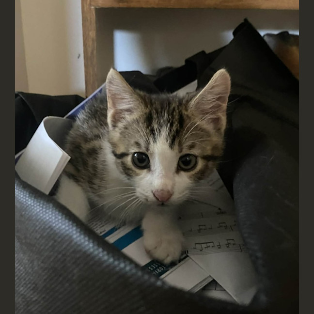 Photo of 🐾 Phoenix 🐾