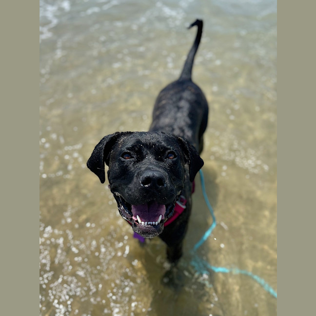Photo of Rosie