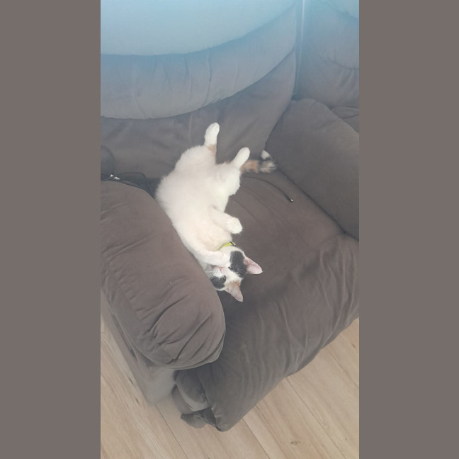 Photo of Lily
