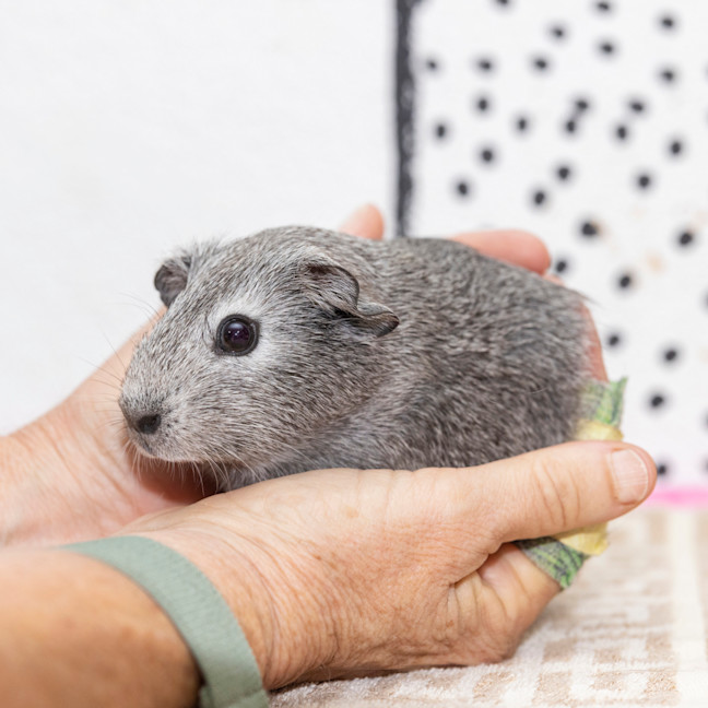 Photo of Lilly Pilly