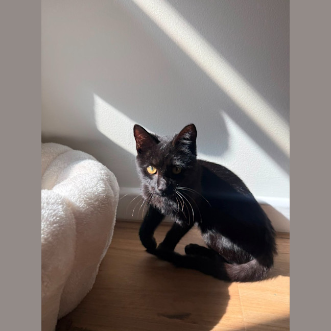 Photo of Raven