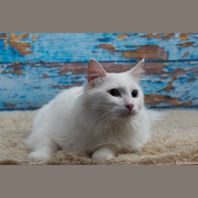 Photo of Jovi