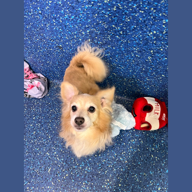 Photo of Frankie