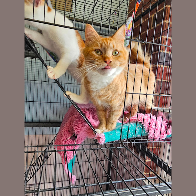 Photo of Starfish 🌟 